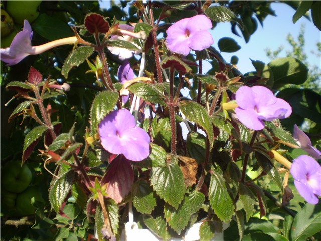 achimenes